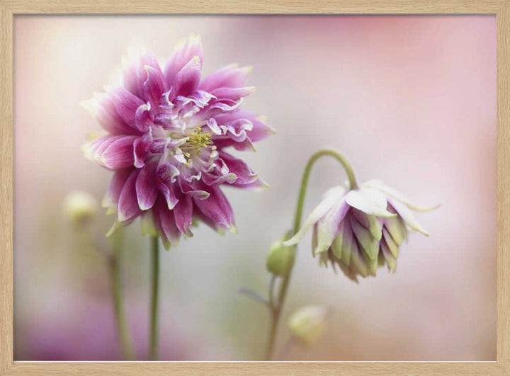 Delicate Pink Blooms - Floral Photographic Stretched Canvas Poster or Fine Art Print