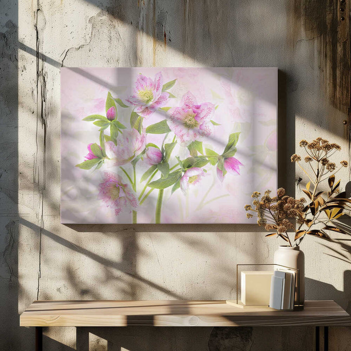 Delicate Pink Hellebores - Floral Photographic Stretched Canvas Poster or Fine Art Print