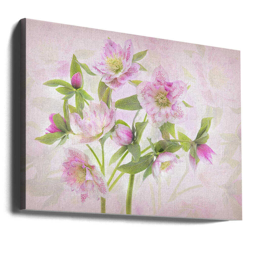 Delicate Pink Hellebores - Floral Photographic Stretched Canvas Poster or Fine Art Print