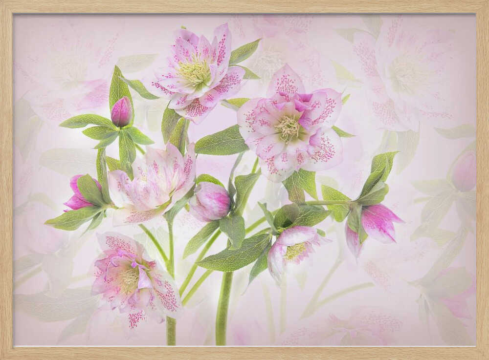 Delicate Pink Hellebores - Floral Photographic Stretched Canvas Poster or Fine Art Print
