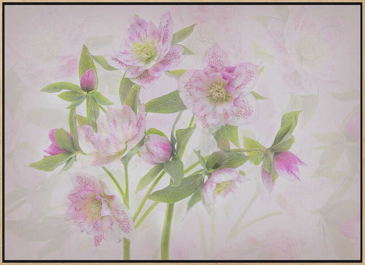 Delicate Pink Hellebores - Floral Photographic Stretched Canvas Poster or Fine Art Print