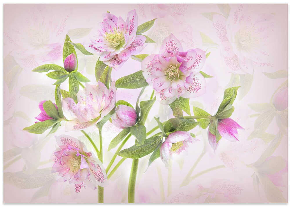 Delicate Pink Hellebores - Floral Photographic Stretched Canvas Poster or Fine Art Print