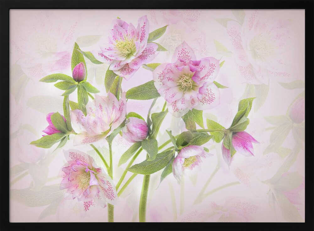 Delicate Pink Hellebores - Floral Photographic Stretched Canvas Poster or Fine Art Print