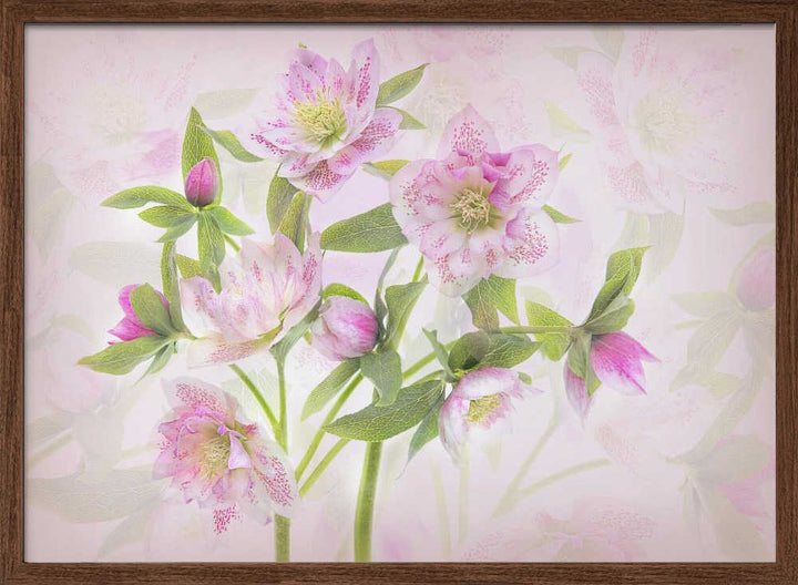 Delicate Pink Hellebores - Floral Photographic Stretched Canvas Poster or Fine Art Print