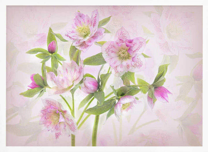 Delicate Pink Hellebores - Floral Photographic Stretched Canvas Poster or Fine Art Print