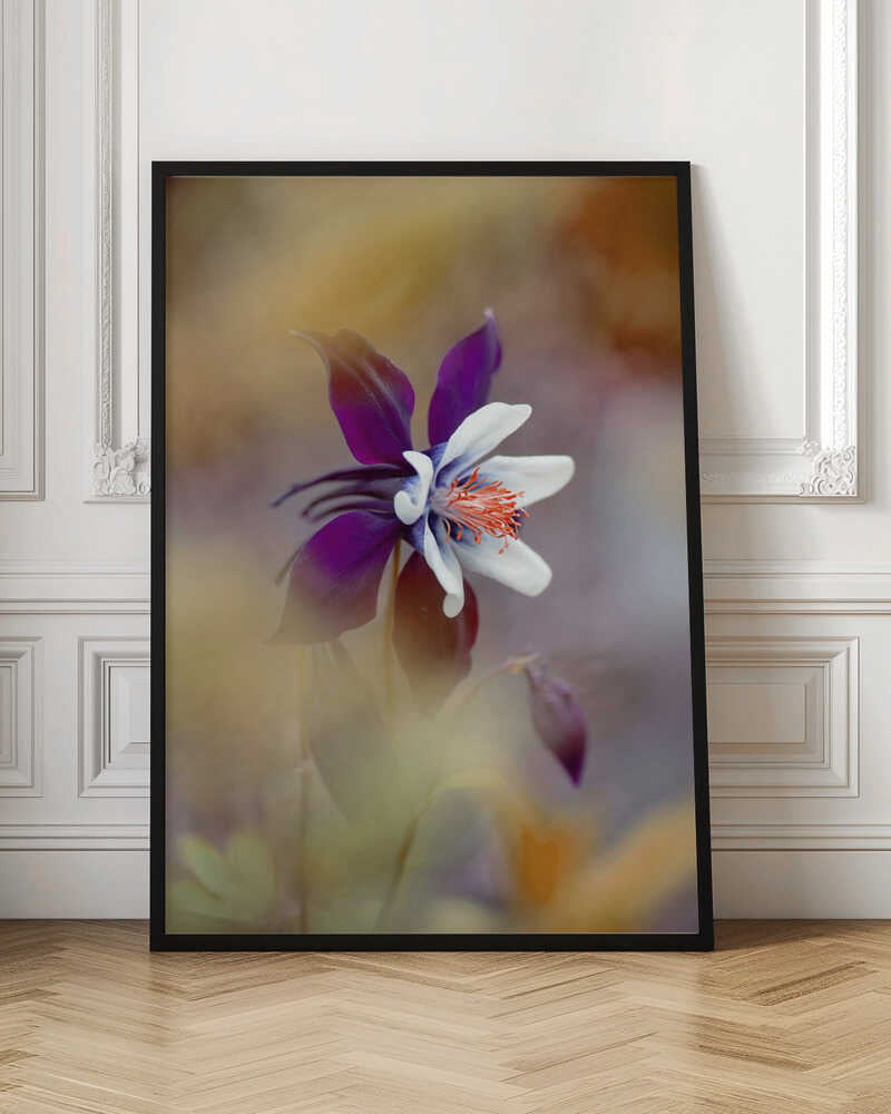 Delicate Purple Bloom - Floral Photographic Stretched Canvas Poster or Fine Art Print
