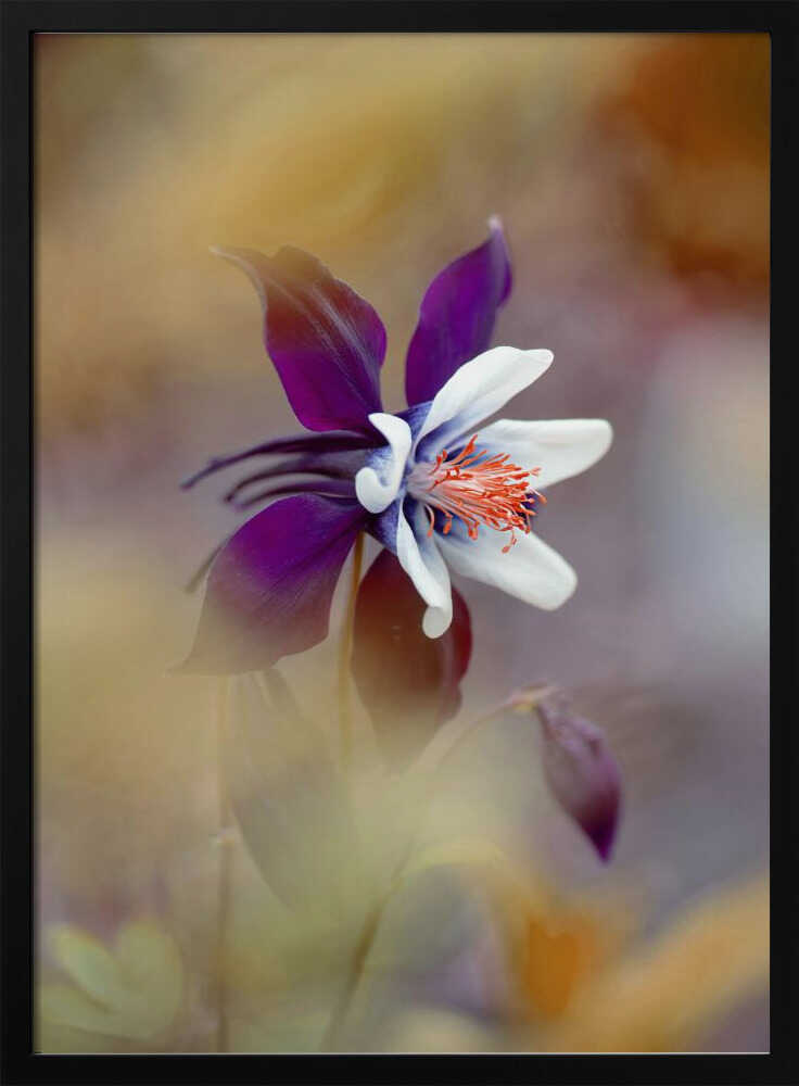 Delicate Purple Bloom - Floral Photographic Stretched Canvas Poster or Fine Art Print