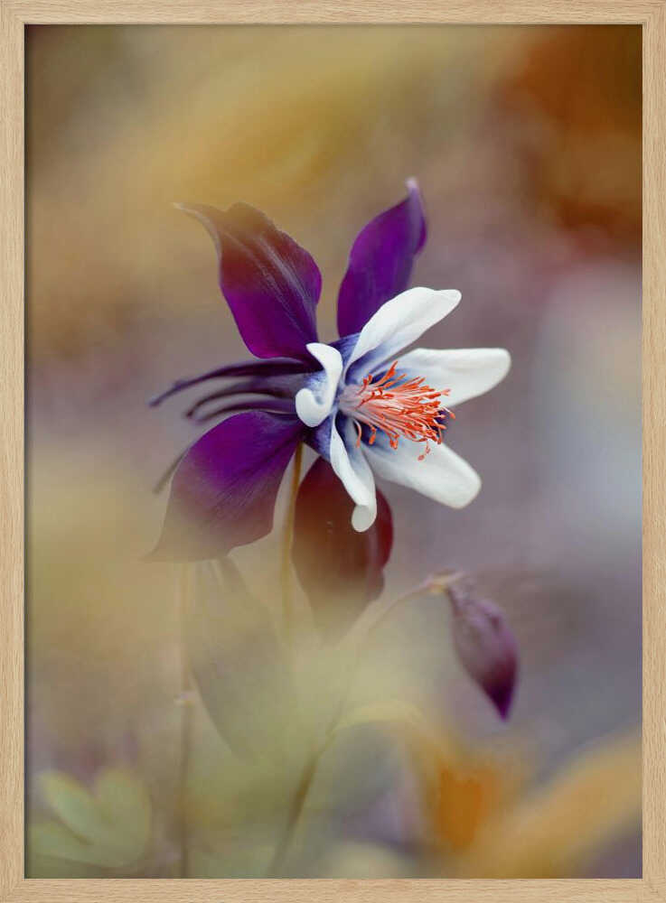 Delicate Purple Bloom - Floral Photographic Stretched Canvas Poster or Fine Art Print
