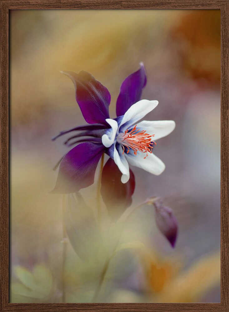 Delicate Purple Bloom - Floral Photographic Stretched Canvas Poster or Fine Art Print