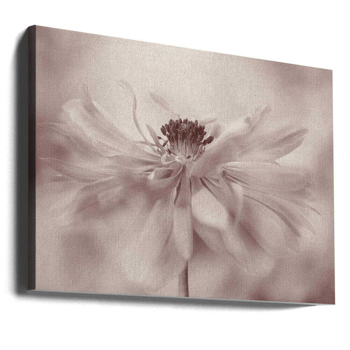 Delicate Sepia Flower - Floral Photographic Stretched Canvas Poster or Fine Art Print