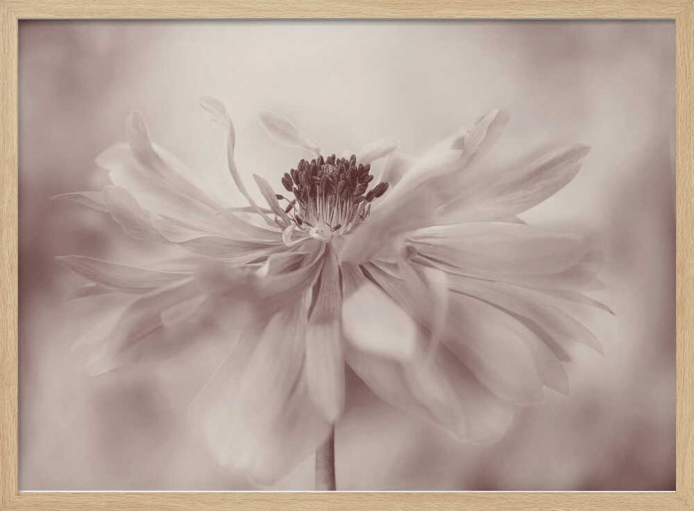 Delicate Sepia Flower - Floral Photographic Stretched Canvas Poster or Fine Art Print