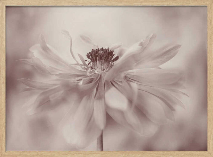 Delicate Sepia Flower - Floral Photographic Stretched Canvas Poster or Fine Art Print