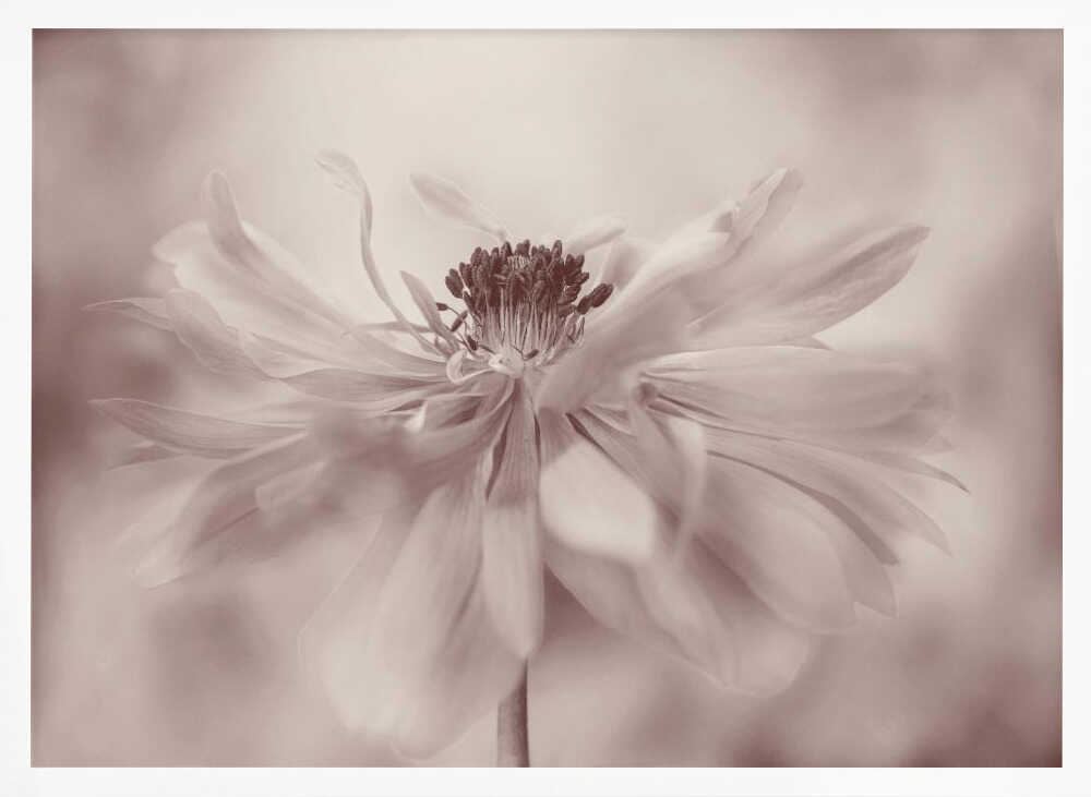Delicate Sepia Flower - Floral Photographic Stretched Canvas Poster or Fine Art Print