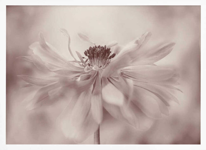 Delicate Sepia Flower - Floral Photographic Stretched Canvas Poster or Fine Art Print