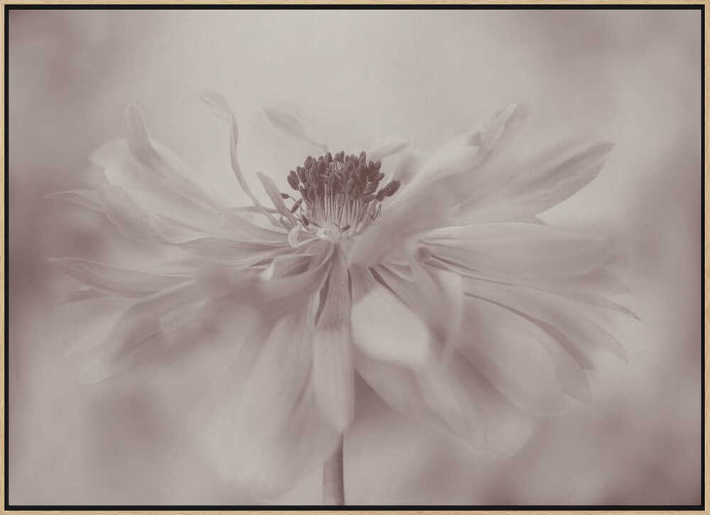 Delicate Sepia Flower - Floral Photographic Stretched Canvas Poster or Fine Art Print