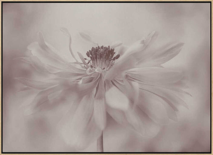 Delicate Sepia Flower - Floral Photographic Stretched Canvas Poster or Fine Art Print