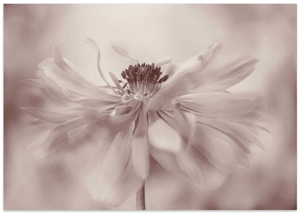 Delicate Sepia Flower - Floral Photographic Stretched Canvas Poster or Fine Art Print