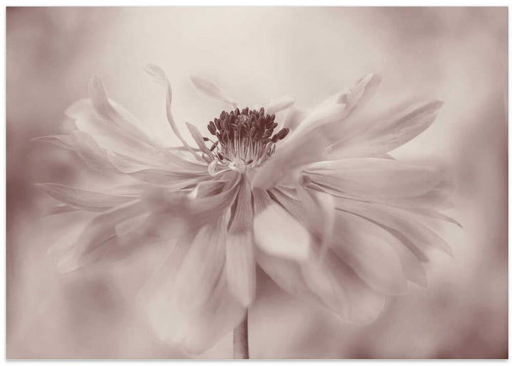 Delicate Sepia Flower - Floral Photographic Stretched Canvas Poster or Fine Art Print