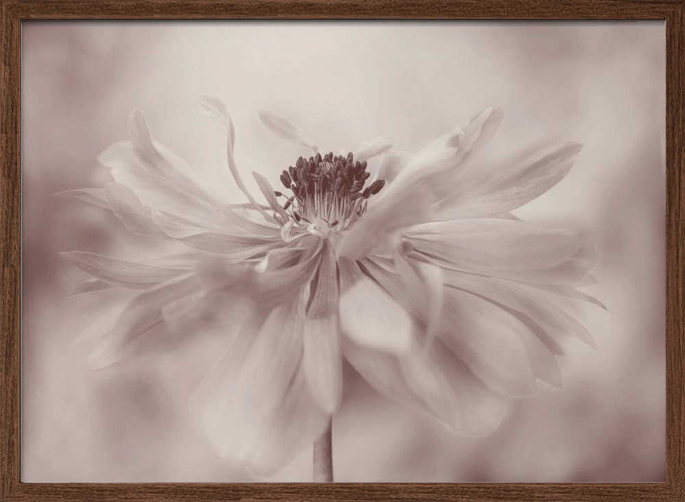 Delicate Sepia Flower - Floral Photographic Stretched Canvas Poster or Fine Art Print