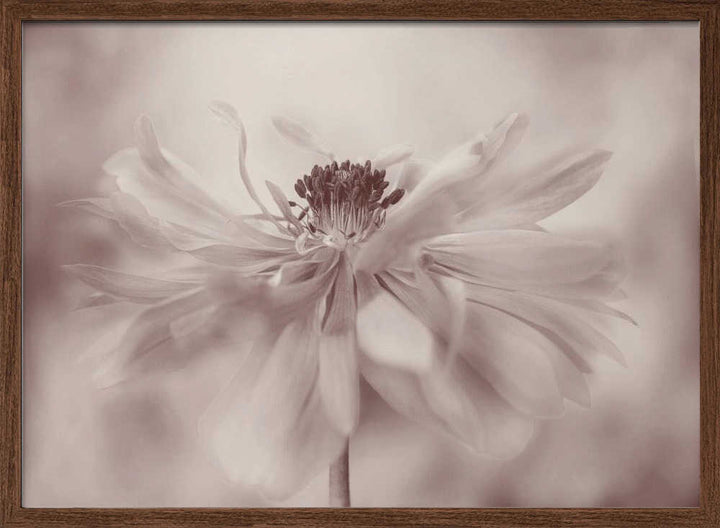 Delicate Sepia Flower - Floral Photographic Stretched Canvas Poster or Fine Art Print