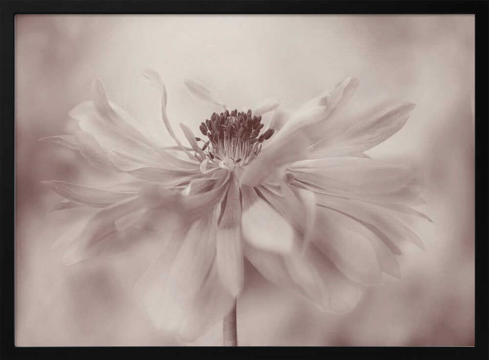 Delicate Sepia Flower - Floral Photographic Stretched Canvas Poster or Fine Art Print