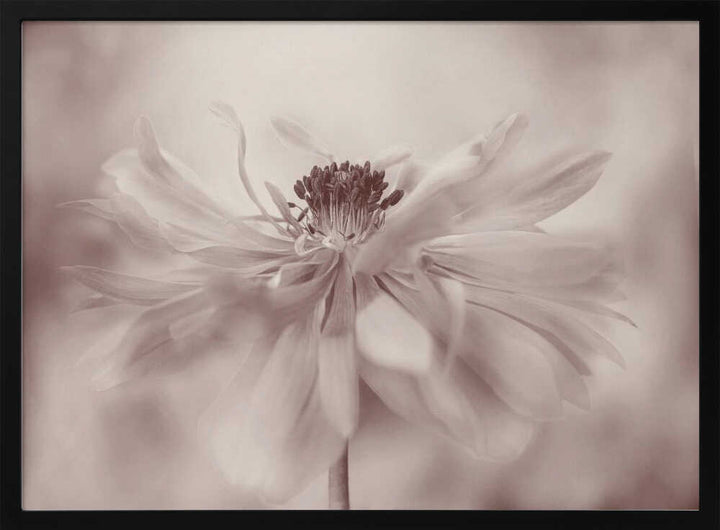 Delicate Sepia Flower - Floral Photographic Stretched Canvas Poster or Fine Art Print
