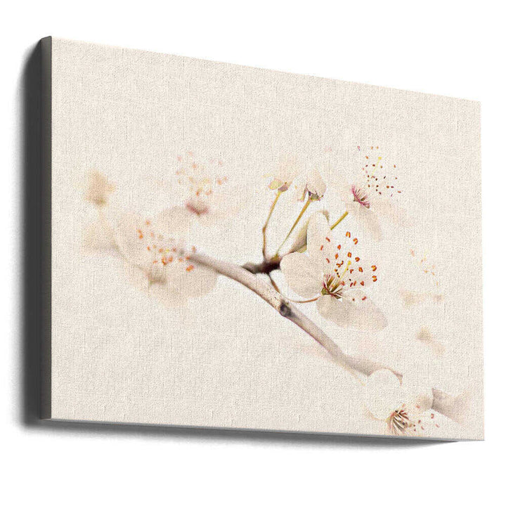 Delicate Spring Bloom - Floral Photographic Stretched Canvas Poster or Fine Art Print