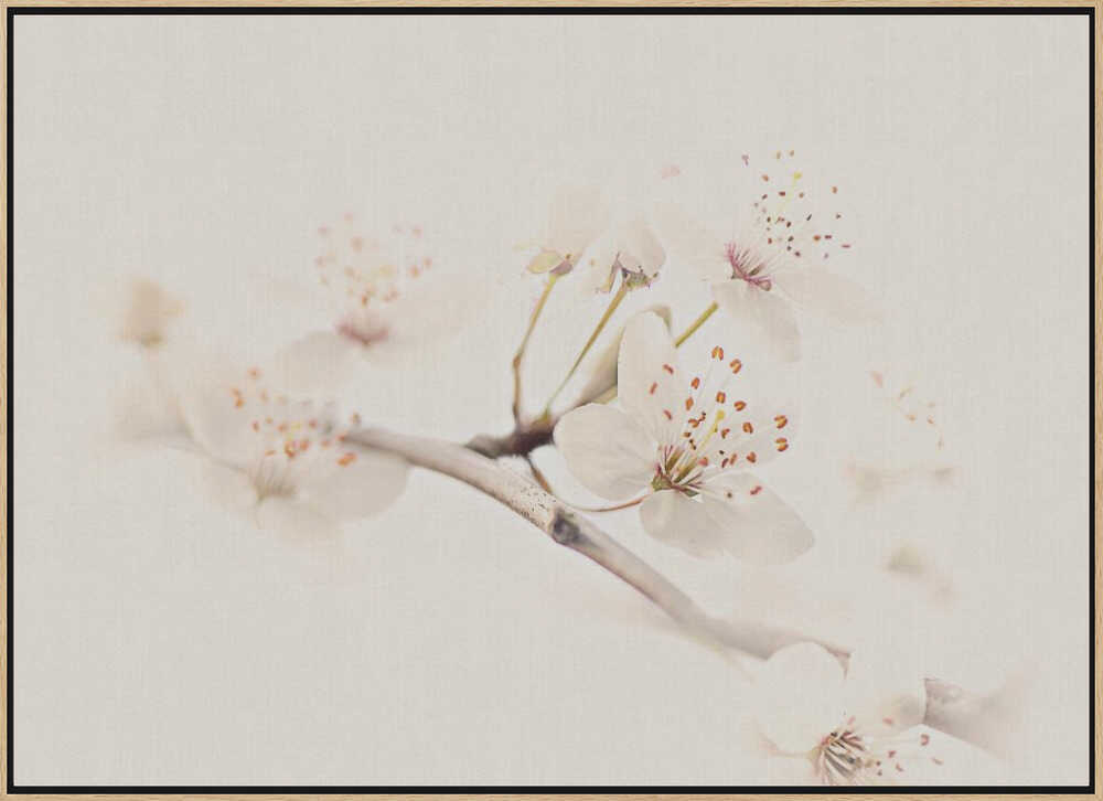 Delicate Spring Bloom - Floral Photographic Stretched Canvas Poster or Fine Art Print