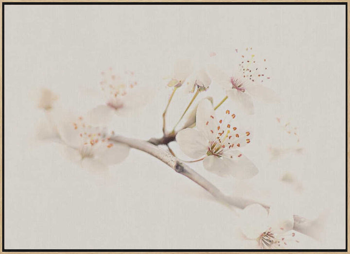 Delicate Spring Bloom - Floral Photographic Stretched Canvas Poster or Fine Art Print