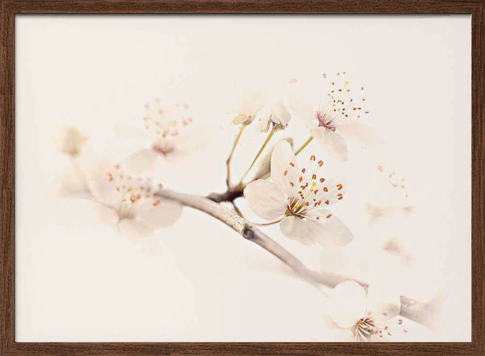Delicate Spring Bloom - Floral Photographic Stretched Canvas Poster or Fine Art Print
