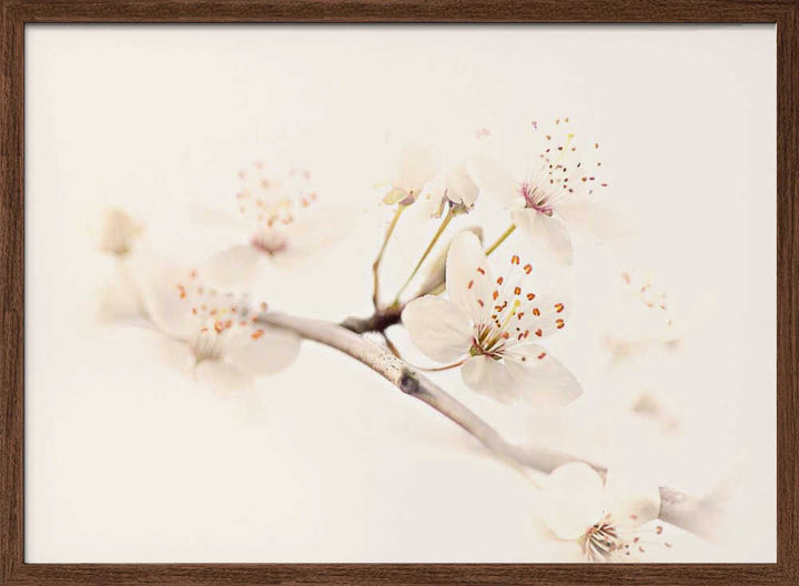 Delicate Spring Bloom - Floral Photographic Stretched Canvas Poster or Fine Art Print