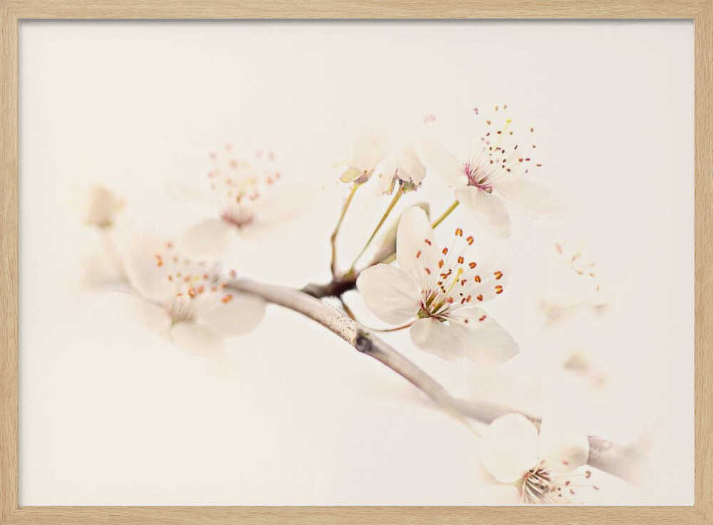 Delicate Spring Bloom - Floral Photographic Stretched Canvas Poster or Fine Art Print