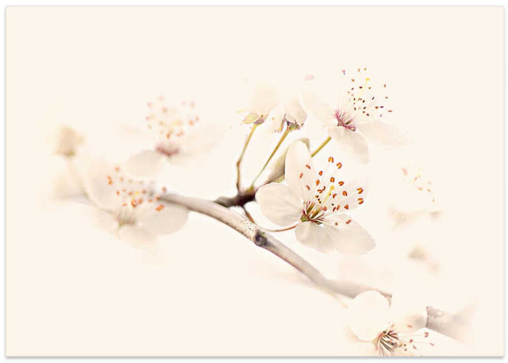 Delicate Spring Bloom - Floral Photographic Stretched Canvas Poster or Fine Art Print