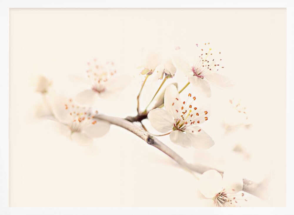 Delicate Spring Bloom - Floral Photographic Stretched Canvas Poster or Fine Art Print