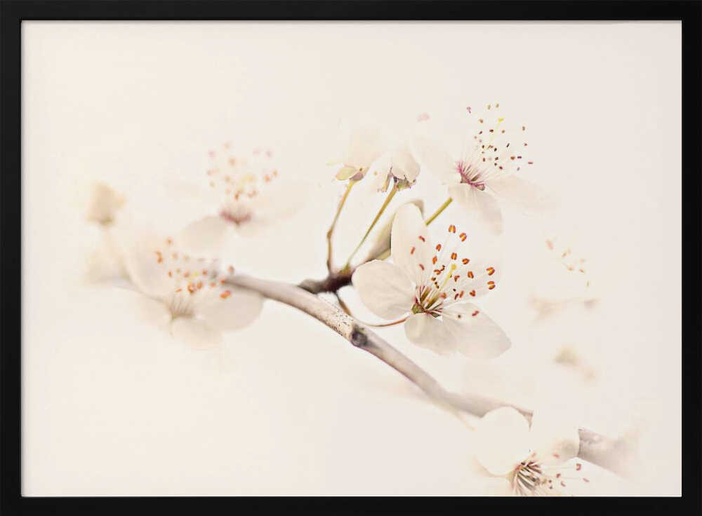 Delicate Spring Bloom - Floral Photographic Stretched Canvas Poster or Fine Art Print