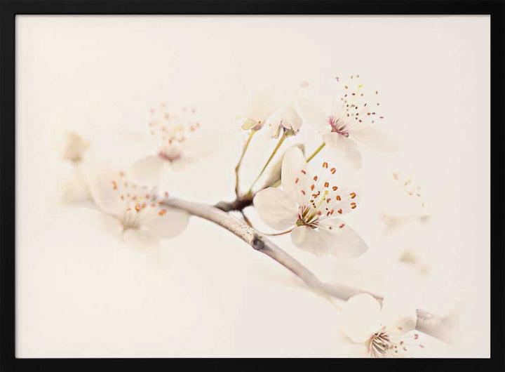 Delicate Spring Bloom - Floral Photographic Stretched Canvas Poster or Fine Art Print