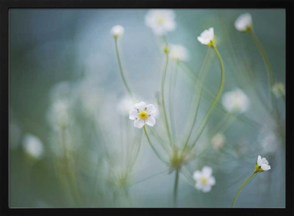 Delicate Spring Blooms - Floral Photographic Stretched Canvas Poster or Fine Art Print