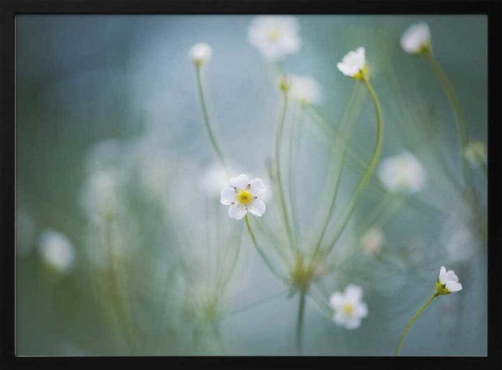 Delicate Spring Blooms - Floral Photographic Stretched Canvas Poster or Fine Art Print