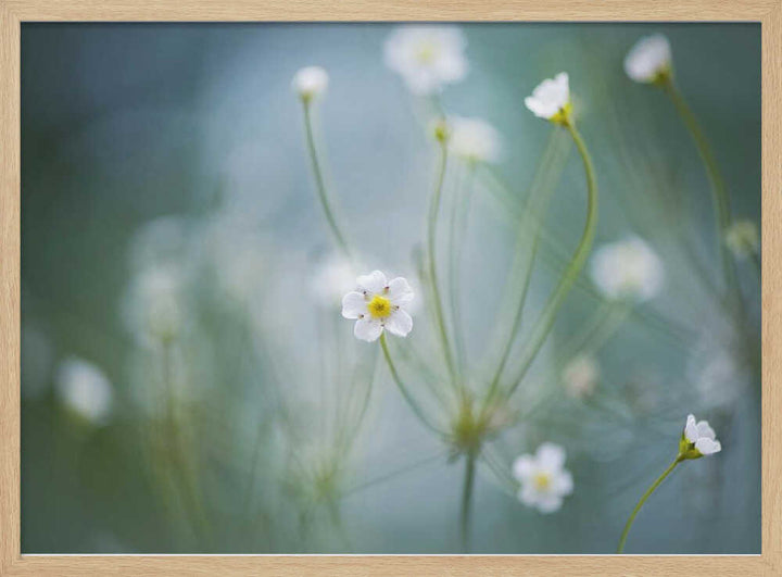 Delicate Spring Blooms - Floral Photographic Stretched Canvas Poster or Fine Art Print