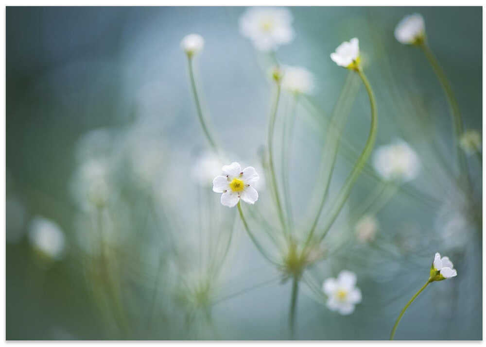 Delicate Spring Blooms - Floral Photographic Stretched Canvas Poster or Fine Art Print