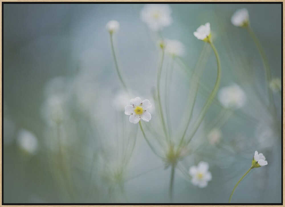 Delicate Spring Blooms - Floral Photographic Stretched Canvas Poster or Fine Art Print