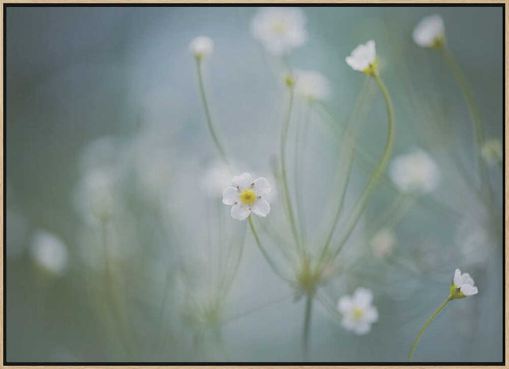 Delicate Spring Blooms - Floral Photographic Stretched Canvas Poster or Fine Art Print