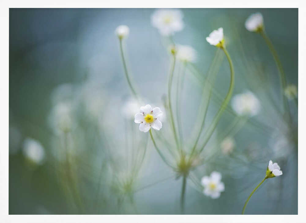 Delicate Spring Blooms - Floral Photographic Stretched Canvas Poster or Fine Art Print