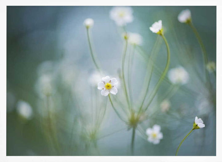 Delicate Spring Blooms - Floral Photographic Stretched Canvas Poster or Fine Art Print