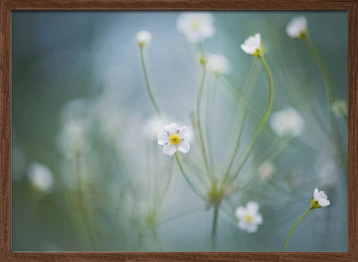 Delicate Spring Blooms - Floral Photographic Stretched Canvas Poster or Fine Art Print