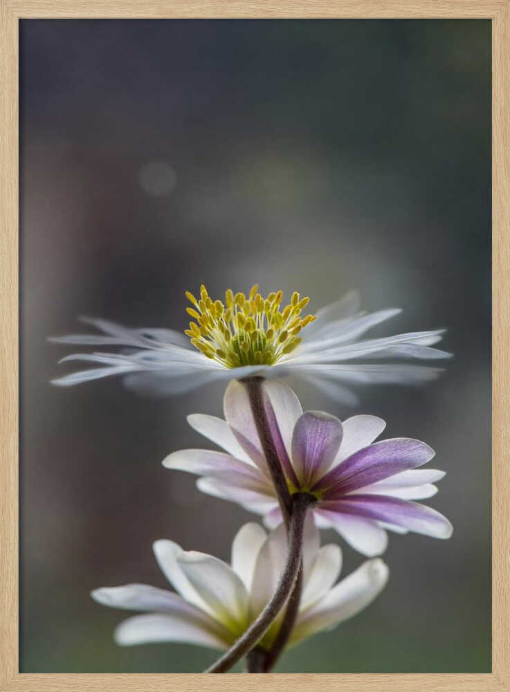 Delicate Spring Flowers - Floral Photographic Stretched Canvas Poster or Fine Art Print