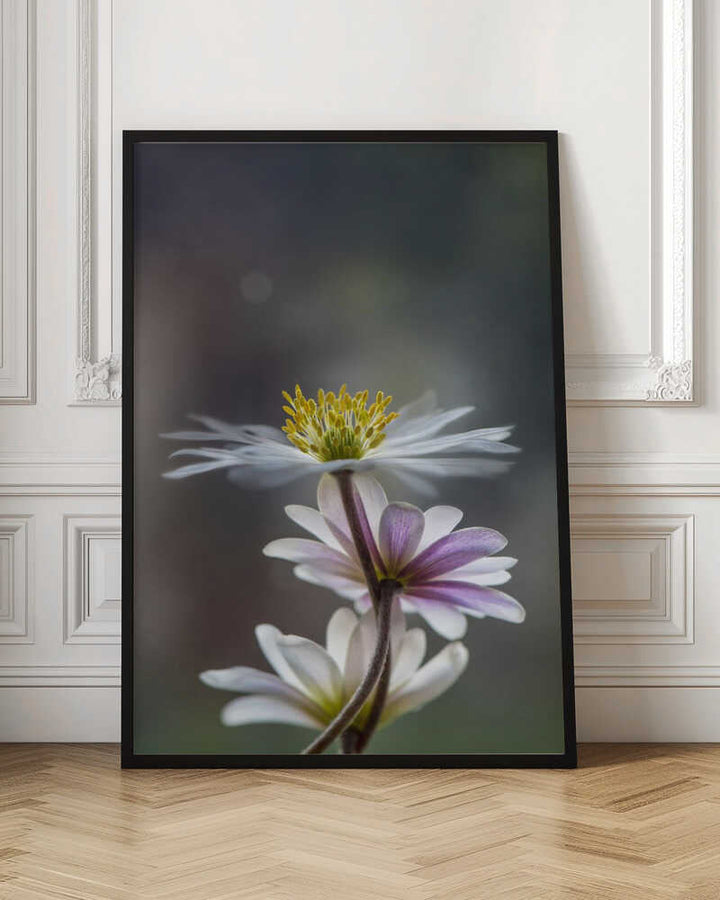 Delicate Spring Flowers - Floral Photographic Stretched Canvas Poster or Fine Art Print