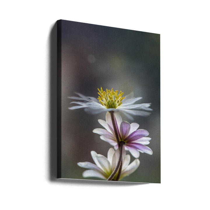 Delicate Spring Flowers - Floral Photographic Stretched Canvas Poster or Fine Art Print