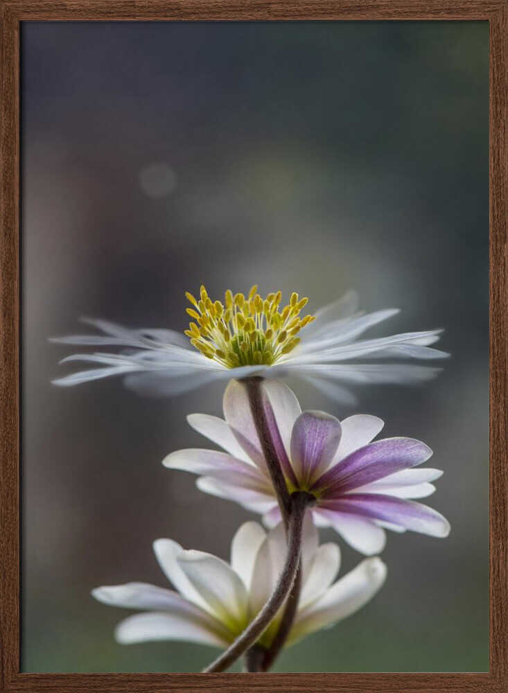 Delicate Spring Flowers - Floral Photographic Stretched Canvas Poster or Fine Art Print