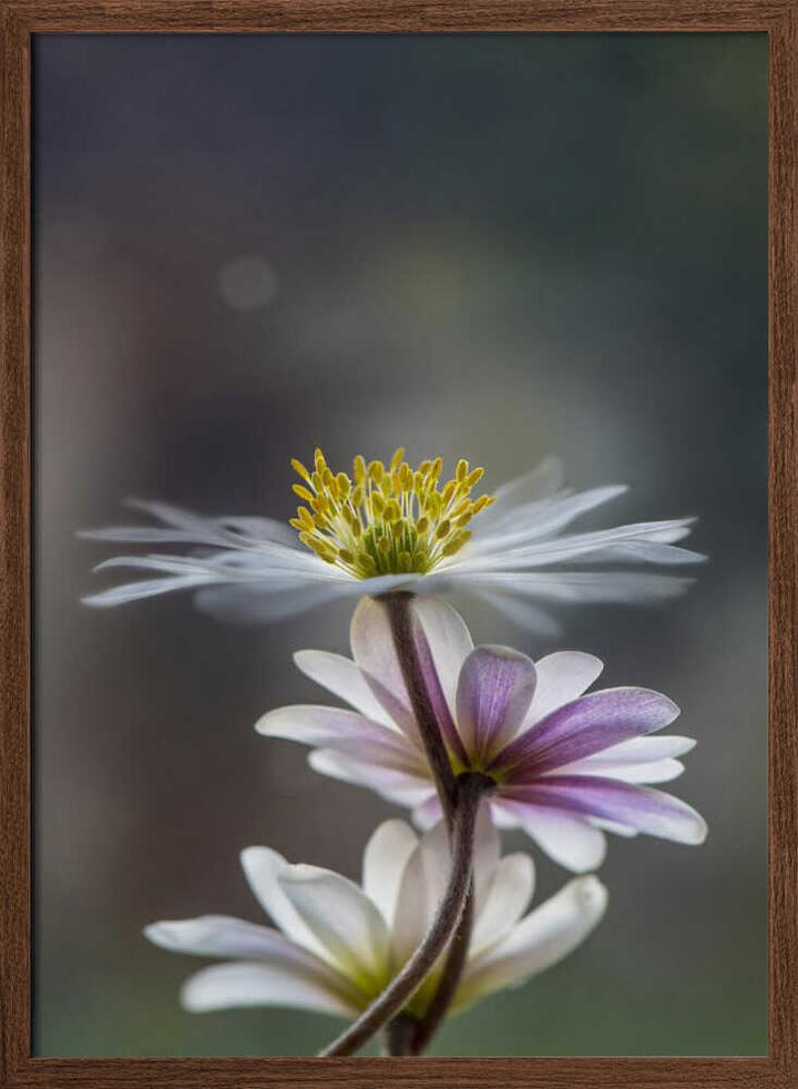 Delicate Spring Flowers - Floral Photographic Stretched Canvas Poster or Fine Art Print